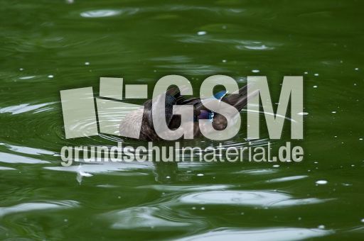 Brautente (3 von 6).jpg